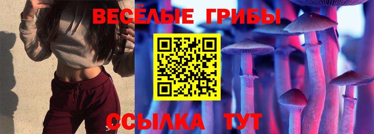 Псилоцибиновые грибы Psilocybine cubensis  где найти   Конаково  Вход с VPN 
